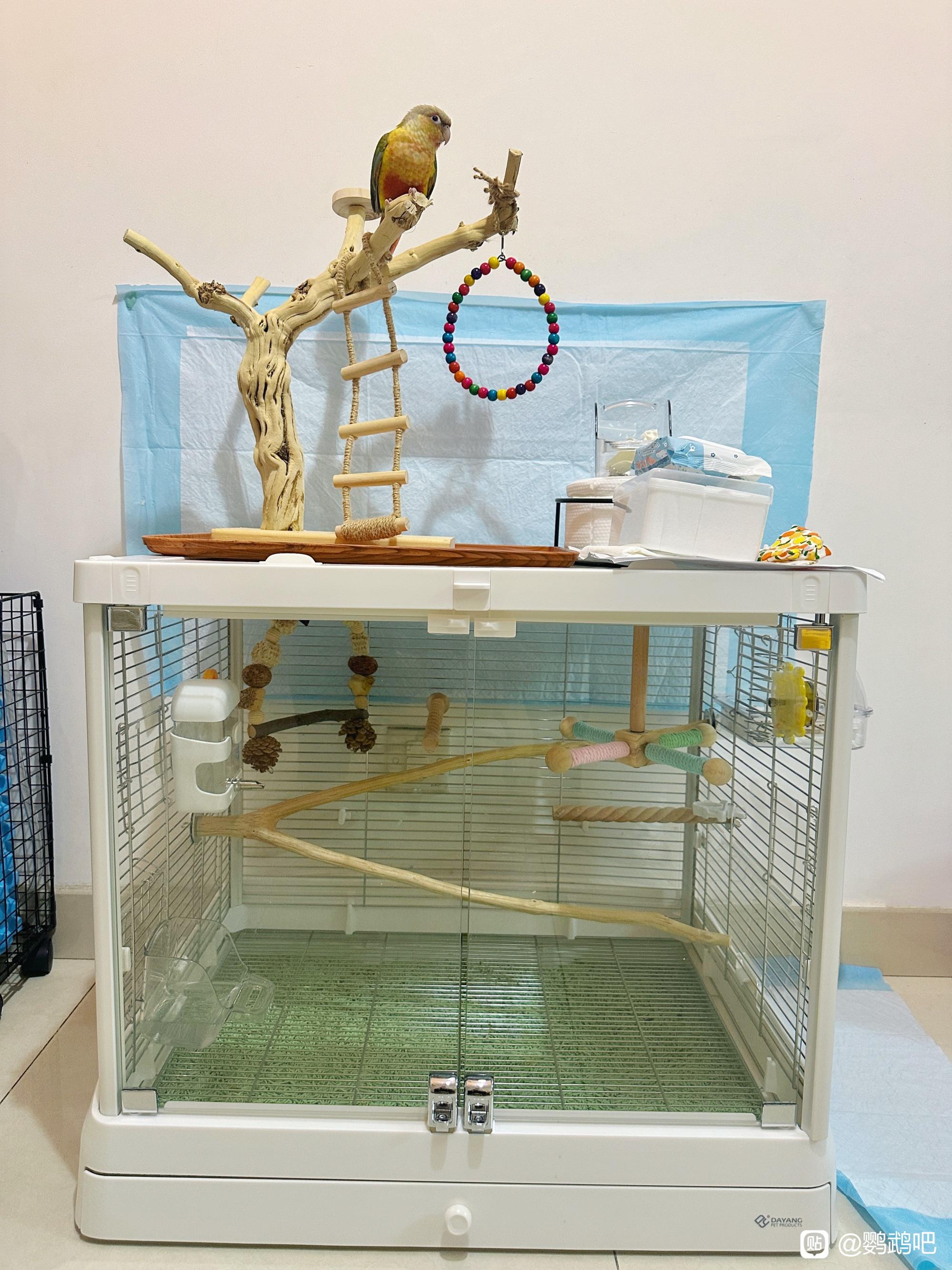 深圳实体店买的小鸟20多天后得了鹦鹉热